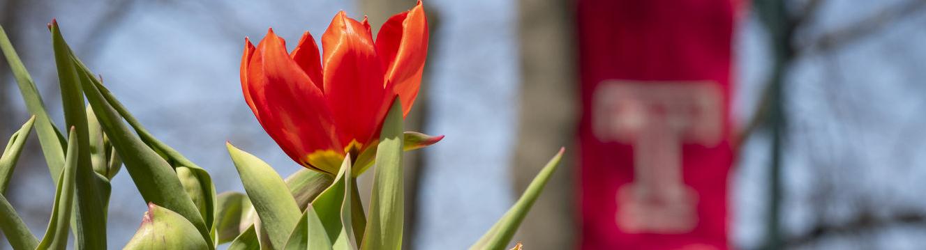 A tulip and the Temple flag.